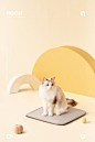 宠物用品 | 彩虹宠物专用电热毯 X 甲乙丙丁摄影设计