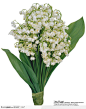 花艺花束-一束白色的小花