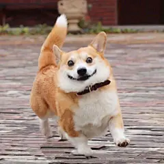 发现一只行走的表情包！  | ins：genthecorgi ​​​​