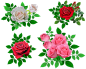 PNG免抠图素材《玫瑰花》