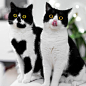VIDEO CATS  (@videocats) | Twitter