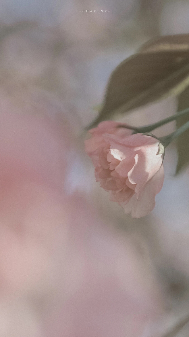 夏日樱花