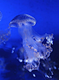jellyfish (*beauty from a far)