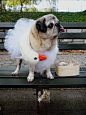 Bjork pug