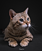孟加拉豹猫