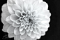 A White Dalia