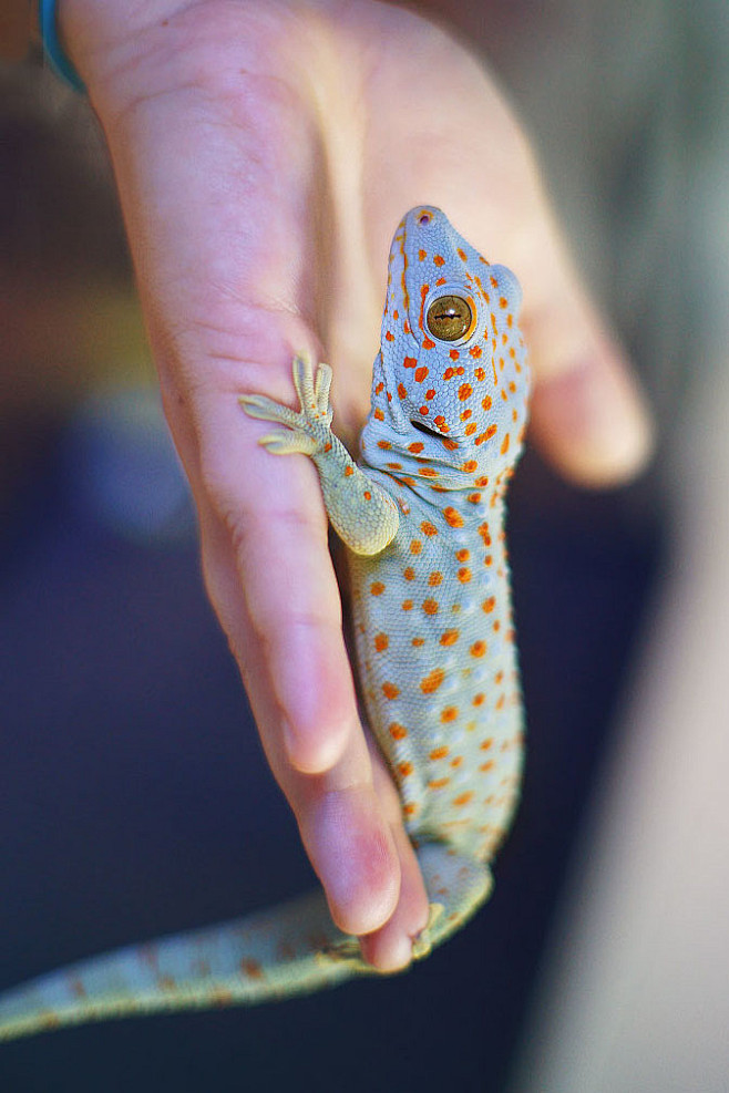 蜥蜴目壁虎科壁虎属大壁虎