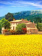 #圣马克西姆，向日葵# 法国，这样的美景让人心情无比舒畅！