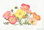 来自韩国艺术家Go Che 的小清新水彩花卉
