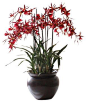 Spider Orchid In Pot Flower Arrangement - traditional -: 