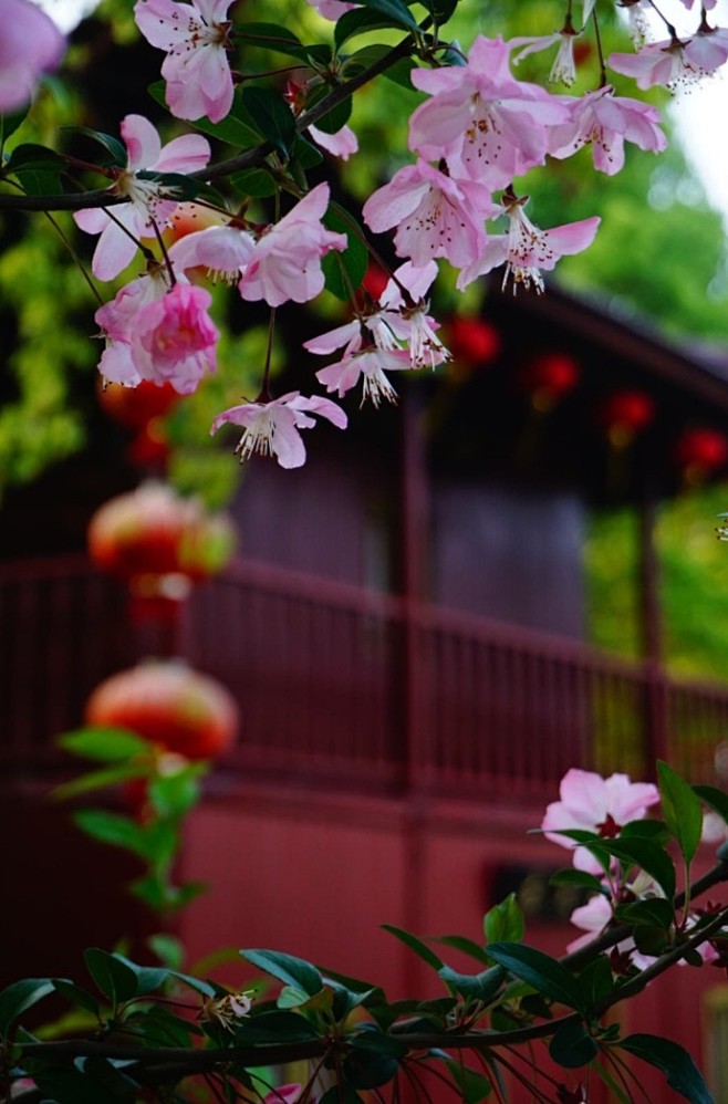 【  谷雨时节，播谷降雨，樱红蕉绿，牡丹...
