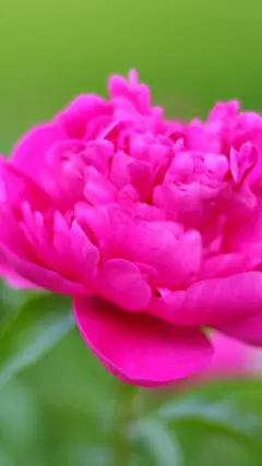 五月花神芍药花手机壁纸_风景壁纸_手机壁纸_主题之家下载站