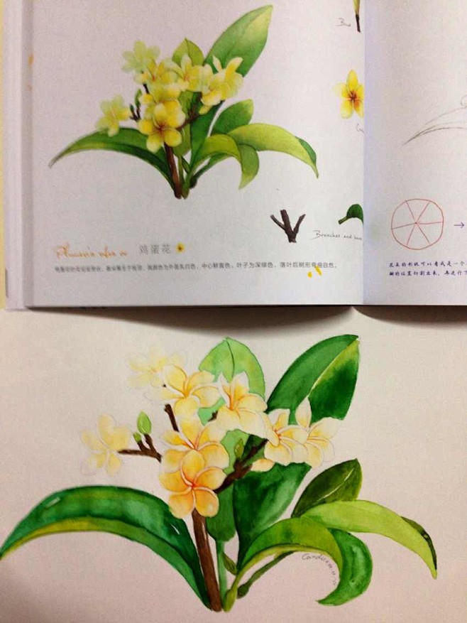 第四张的叶子颜色太复杂了，花瓣的颜色较简...