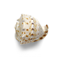 海星海螺贝壳珊瑚海马等 海洋生物主题 高清素材 113.png