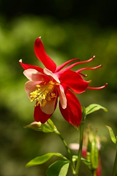 Amaranth2003采集到耧斗菜 Aquilegia