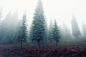 forest-trees-fog-foggy (1)