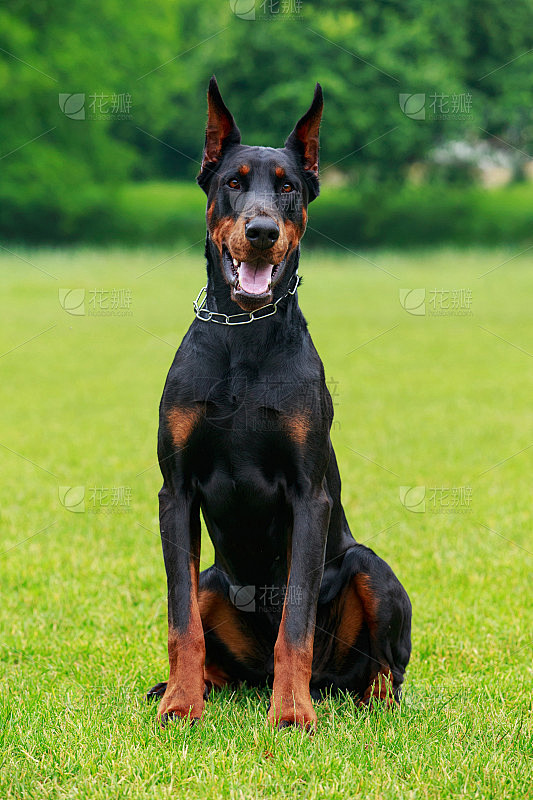 杜宾犬