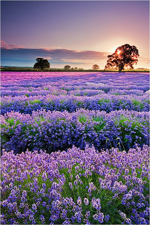 untitled、风景、薰衣草、普罗旺斯...
