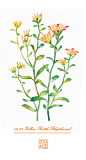#365 Days Birthday Flowers#06.29 生日花：佛甲草（Yellow Rattle）花语：韵律