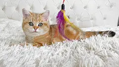 姜红色条纹的小猫咪躺在家里白色的床上玩着玩具羽毛。钦奇利亚英国猫。可爱的宠物概念