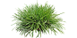 金边麦冬1-(2,1)-TA