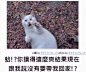无聊图 - 蛋友贴图专版