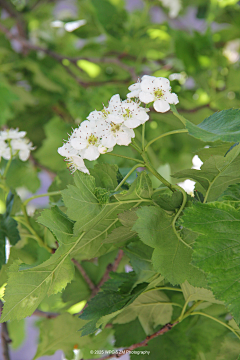王珮光采集到《 夏近 》