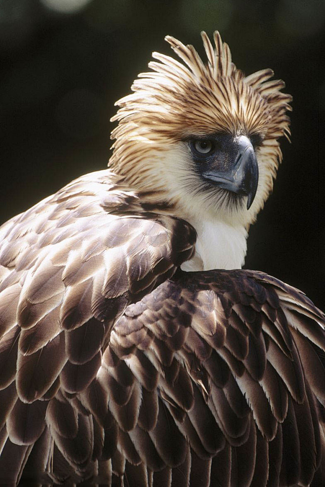 鹰形目鹰科鹰雕属菲律宾鹰雕