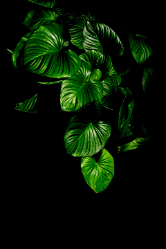 Lily_one采集到自然