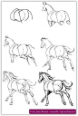 马不会画？初学者需按照马的结构画，这才是马的正确画法