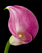 Calla Lily by Ann DeCamp on 500px