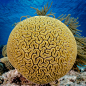 Brain’s of Bonaire