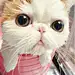 丷Lovely小猫咪丶