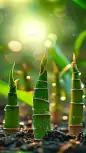 惊蛰实景感植物生长光影组合背景