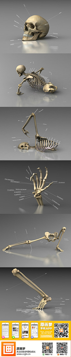 黑夜中的芒曜采集到skeleton (下肢)