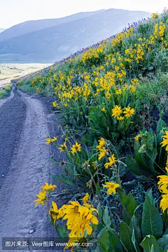 野花
Wildflowers