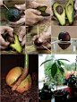 (TruthSeekerDaily) The next time you eat an avocado or use one in a recipe, save the stone or pit. Planting your own avocado tree is fun and easy. It is a perfect task for all ages - for the garden, for indoors, and also makes a great project for class or