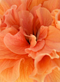 橙色花朵图