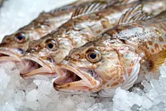 海产品食材鳕鱼食物