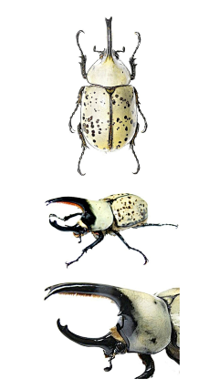 牛嚟采集到生物