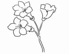 杜鹃花简笔画_百度图片搜索