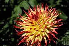 春天,花朵,德国,接力赛,白羊座,色彩鲜艳,清新,背景分离,壁纸,自然美