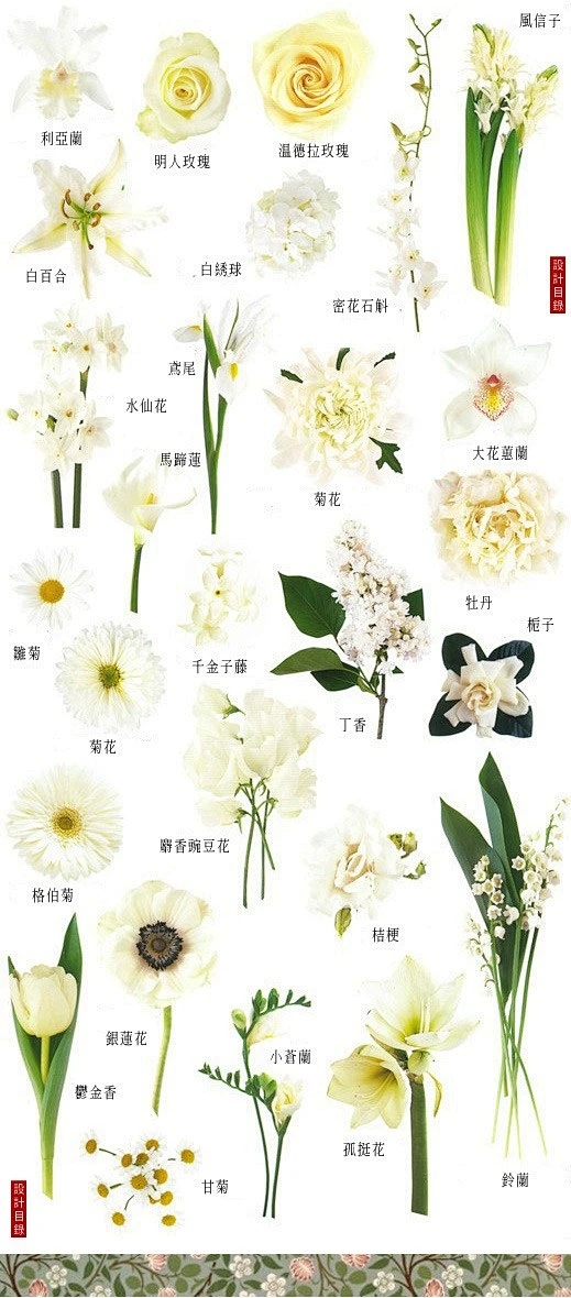 花名目录集-花瓣网