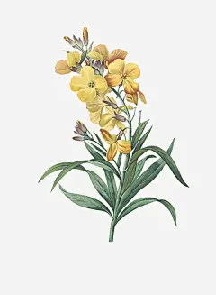 手绘小雏菊免抠素材_图宝宝 https://bao16.com 手绘 插画 清新 文艺 植物 绿色 雏菊