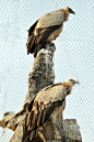 鹰形目·鹰科·秃鹫属：秃鹫