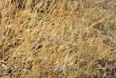 不寻常的草本背景干燥的黄色和金色的草和小穗与不寻常的效果和照明。