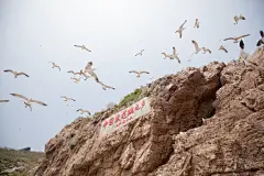 山东威海海驴岛黑尾鸥