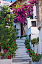 在斯科派洛斯镇的楼梯，希腊
Stairs in Skopelos Town , Greece