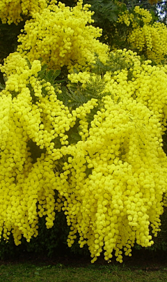 微雪轻扬采集到花开季