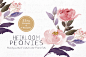Heirloom Peonies - Watercolor Floral - Illustrations - 4